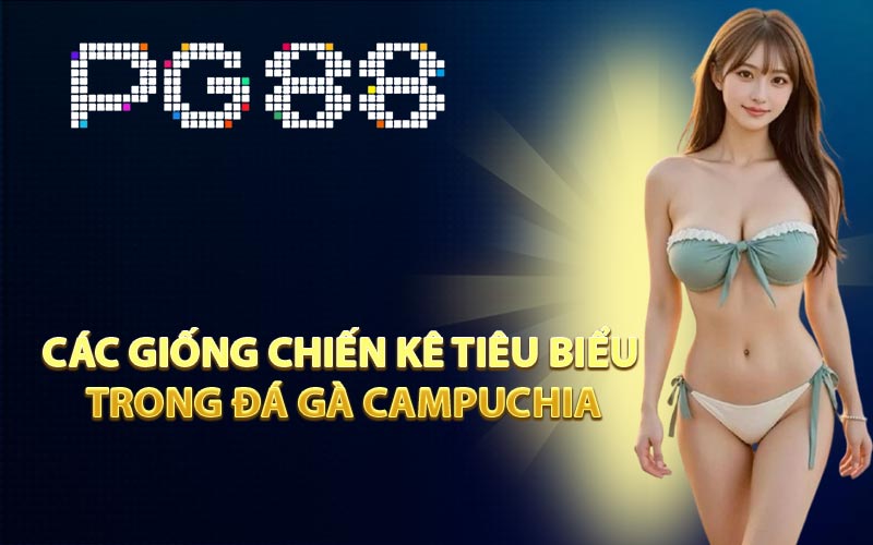 Các giống chiến kê tiêu biểu trong đá gà Campuchia